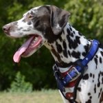 手作りの装飾された革製犬用胴輪・ハーネス