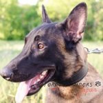 ベルジアン・マリノア用柔らかいフェルトの裏打ち付き首輪