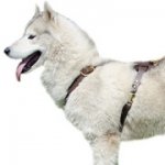 犬のウオーキング用レザーハーネス