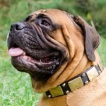 スタッズ＆プレートで装飾された革の首輪