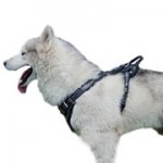 装飾された革製犬用ハーネス（胴輪）