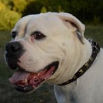 ゴールデン色のスタッズ付き本革の首輪