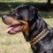 2連の黄銅スタッズ付き革製犬のデコカラー