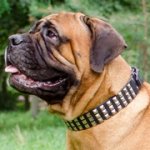 3連ピラミッドスタッズ付き犬のデコカラー