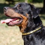 プレート付き本革製犬用デコカラー