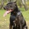 Multipurpose leather harness for Pit Bull