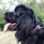 中型犬・大型犬用コニカル・スタッズ付き本革の首輪