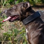 ピットブル用柔らかいフェルトの裏打ち付き首輪