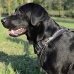 「有刺鉄線」の絵で装飾された犬用デコ・ハーネス