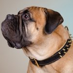 中・大型犬用のデコ・カラー