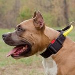 アムスタッフ用ハンドルとバックル付きナイロンの首輪