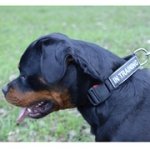 中・大型犬の訓練用ナイロンの首輪（パッチ付き）