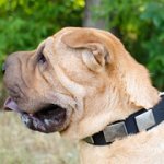 幅広いプレート付きシャー・ペイ用ナイロンの首輪