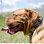 金色のスパイク・真鍮プレート付き革の首輪