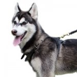 追跡・散歩向けの革製中・大型犬用ハーネス（胴輪）