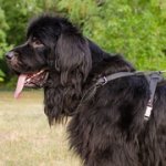 中・大型犬用レザーハーネス（胴輪）