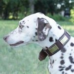 黄銅プレート付　本皮革製首輪