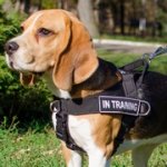 多目的のナイロン製ビーグル犬用ハーネス　