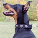 銀色のコンチョ付きナイロンのドベルマン用首輪