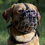 ゴールデンレトリーバー用多目的なワイヤー製口輪