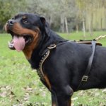 中・大型犬用スタッズ付き革のハーネス