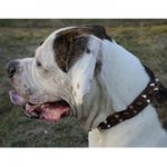 スタッズで装飾された本革製犬の首輪