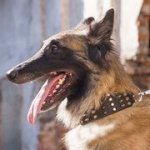 スパイク＆スタッズ付　革製首輪