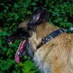 スタッズ付　フルグレイン革製　犬用首輪