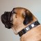 ニッケルのプレート付き中・大型犬用革製デコカラー