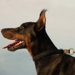 犬用 2枚の革製 引き締め首輪