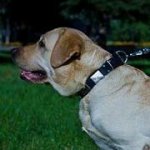 お散歩用幅広いプレート付き革の首輪　中・大型犬用