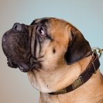 ドット・プレート付き革製犬用首輪