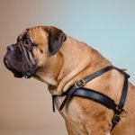 中・大型犬用多目的な革のハーネス