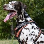 「炎」で装飾された中・大型犬用デコ・ハーネス