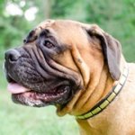 プレート付き革の首輪（中～超大型犬）