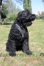 大型犬　ハーネス　鋲スタッズ