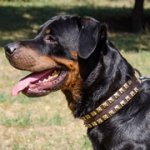 2連の黄銅スタッズ付き革製犬のデコカラー