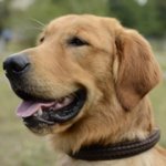 大型犬用革製デコカラー