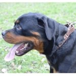 スタッズ付き革製の犬用デコカラー（首輪）