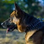 中・大型犬用スタッズ付きの革製首輪