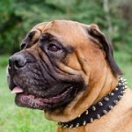 二列のスパイクで装飾された犬の首輪