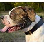 2枚革製中・大・超大型犬種の訓練用首輪（ハンドルなし）