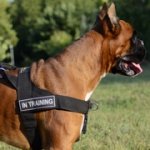 中・大型犬用ナイロン製多目的なハーネス