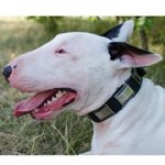 ニッケルのプレートの装飾付き革の首輪（中・大型犬用）