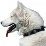 銀色のコンチョ付き本革首輪