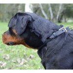 中・大型犬用三つ編み付き革の首輪