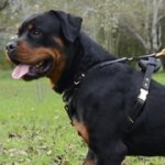 快適なパディング付き革製中・大型犬用胴輪