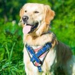 "アメリカン・プライド"柄付きの本革製　犬用ハーネス