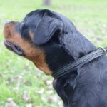 中型犬用2枚の革製チョークカラー