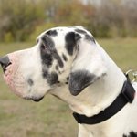 犬用ナイロン首輪（バックル付き）